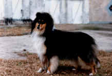 Miracle's Tample Handsome Hussy