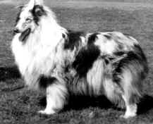 Silver Raspbery of Miracle's Tample "Джесси"